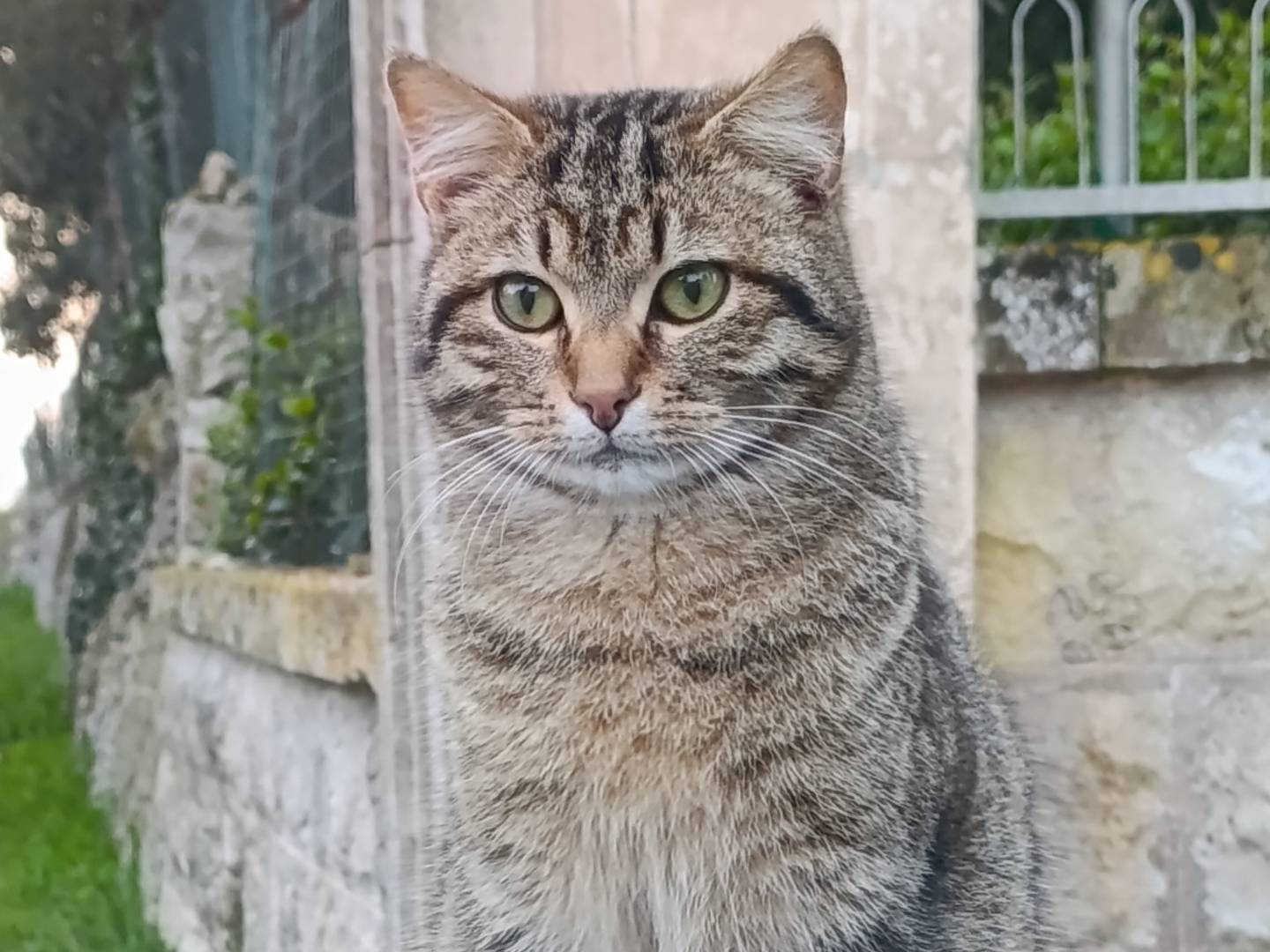 Adozione gatto, maschio, Razza sconosciuta Razza sconosciuta, 4 mesi, taglia non valida, Taranto