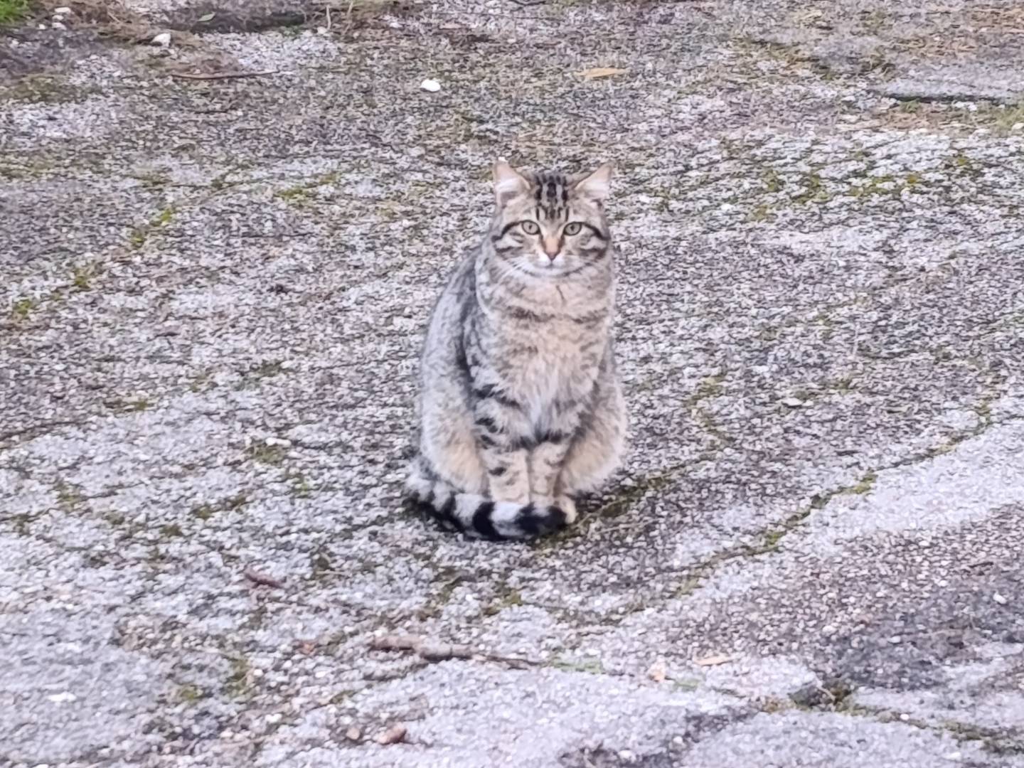 Adotta un gatto, taglia non valida, maschio, Taranto
