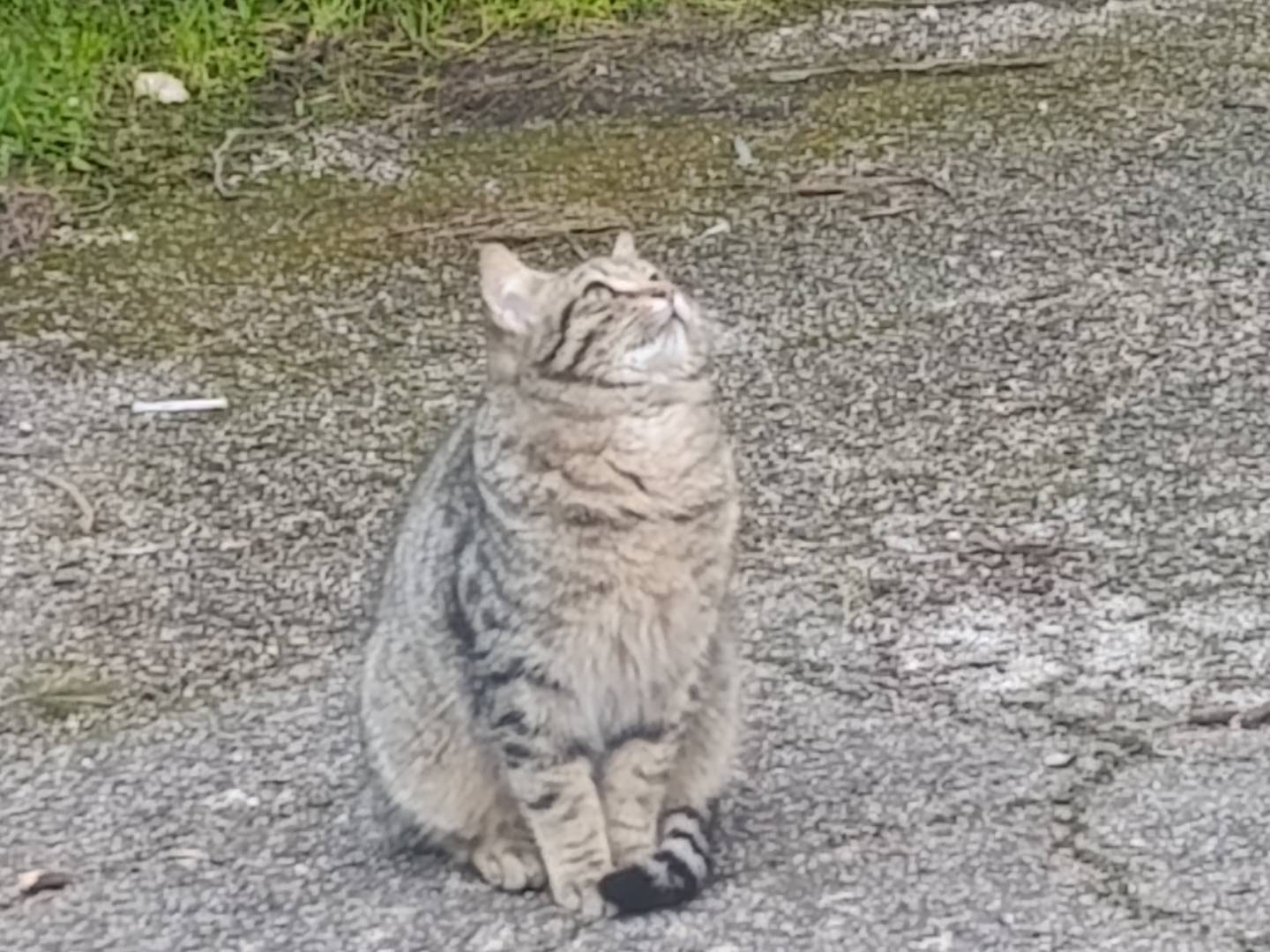 Vuoi adottare un gatto a Taranto?