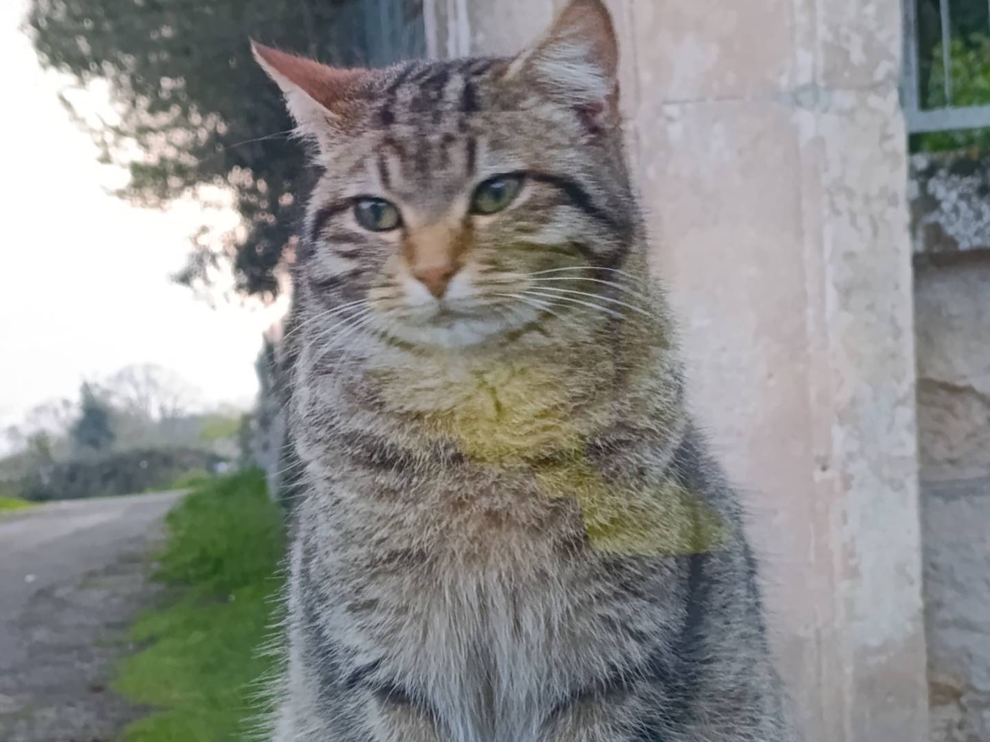 Adotta il gatto Cotoletta a Taranto
