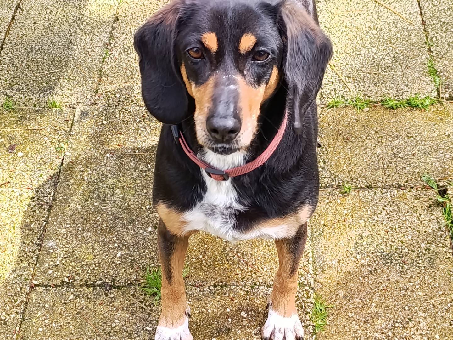 Adozione cane, femmina, Razza sconosciuta Razza sconosciuta, 9 anni e 5 mesi, taglia media, Taranto