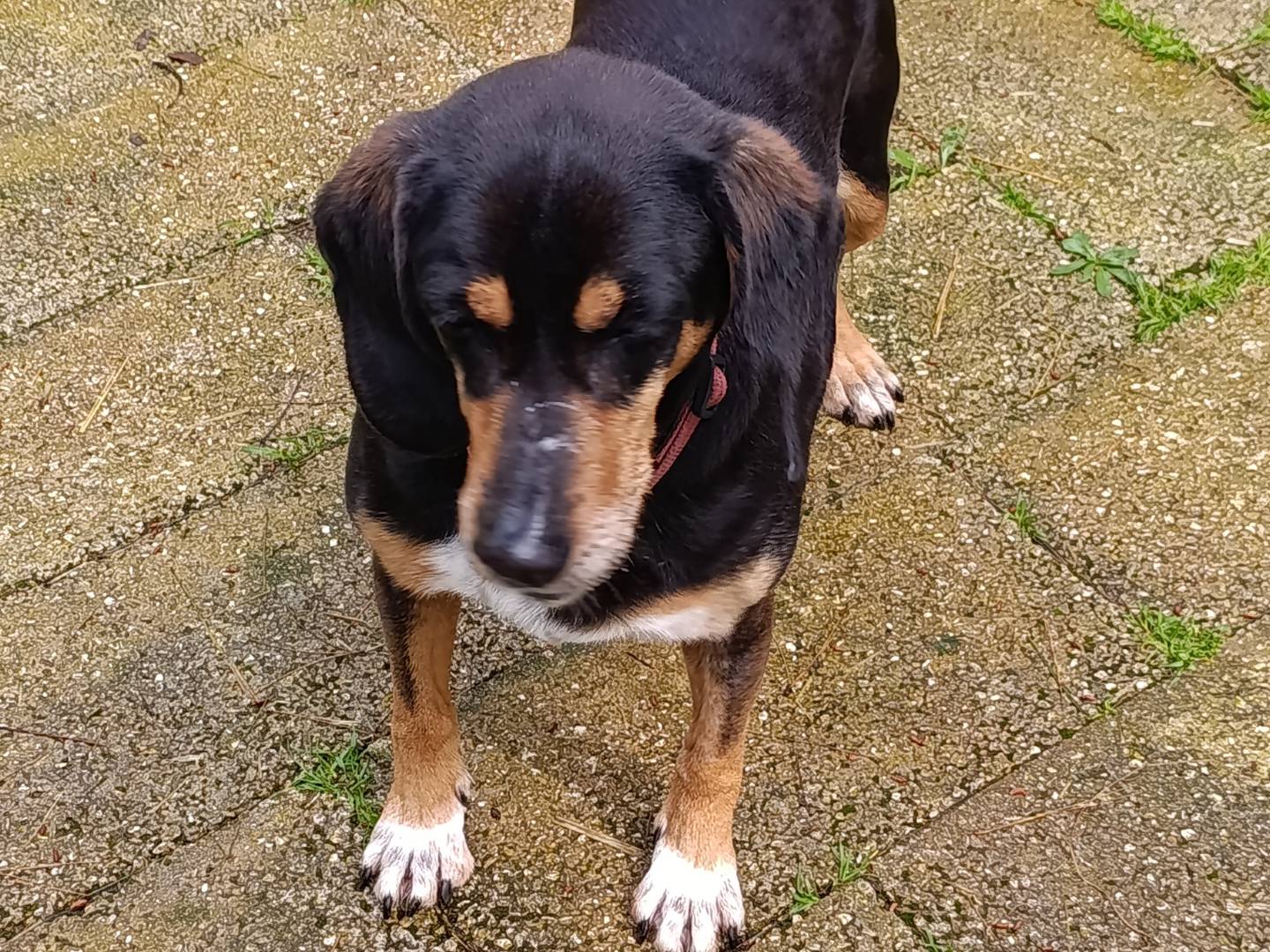 Adotta un cane, taglia media, femmina, Taranto