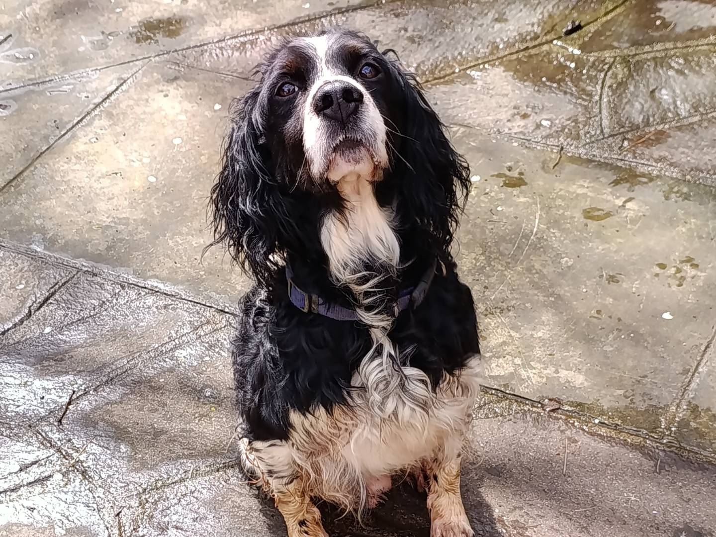 Adotta un cane, maschio, 9 anni e 5 mesi, Taranto