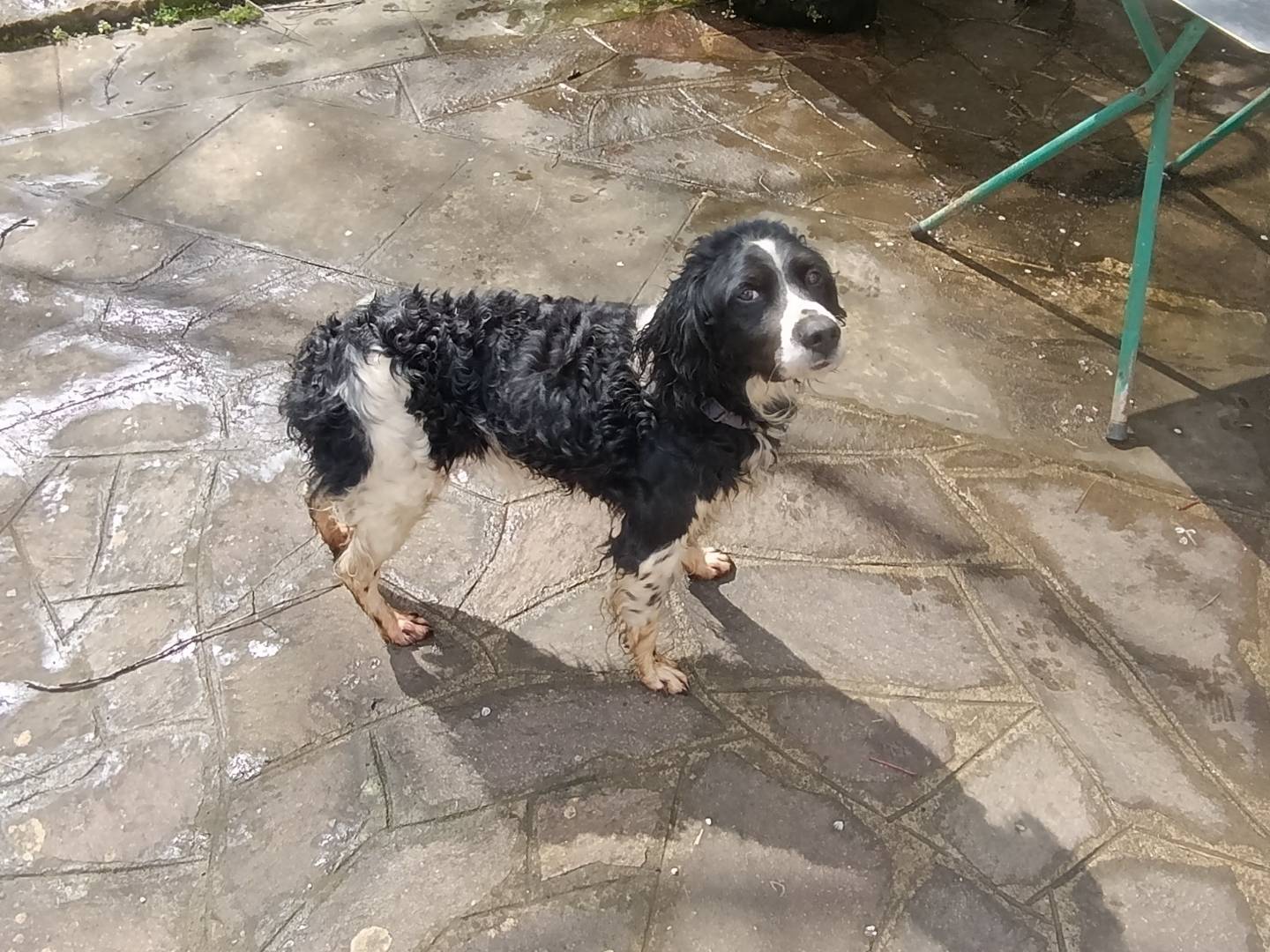 Adotta un cane, taglia media contenuta, maschio, Taranto