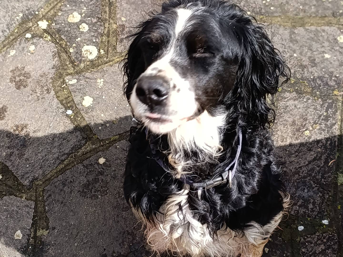 Vuoi adottare un cane a Taranto?