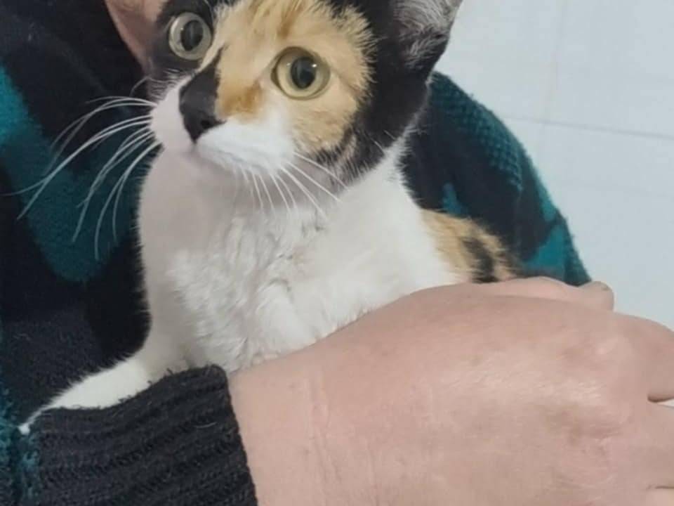 Adotta un gatto, femmina, 1 anno e 7 mesi, Napoli