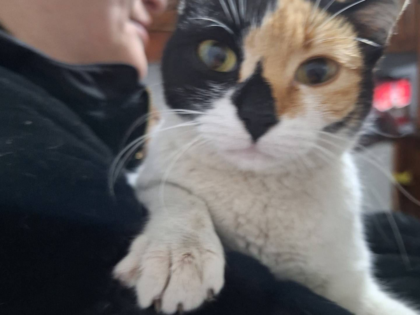 Adotta un gatto, taglia non valida, femmina, Napoli