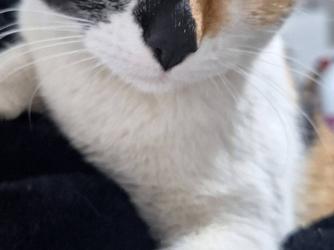 Vuoi adottare un gatto a Napoli?