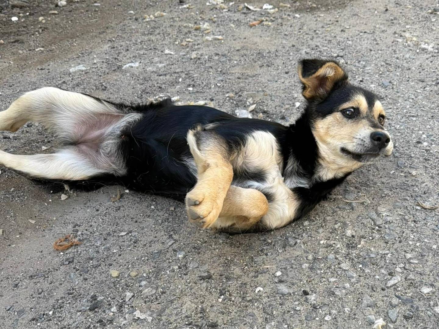 Vuoi adottare un cane a Crotone?