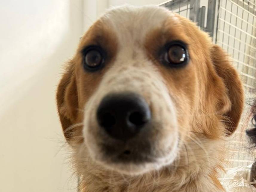 Adozione cane, femmina, Razza sconosciuta Razza sconosciuta, 1 anno e 3 mesi, taglia media contenuta, Crotone