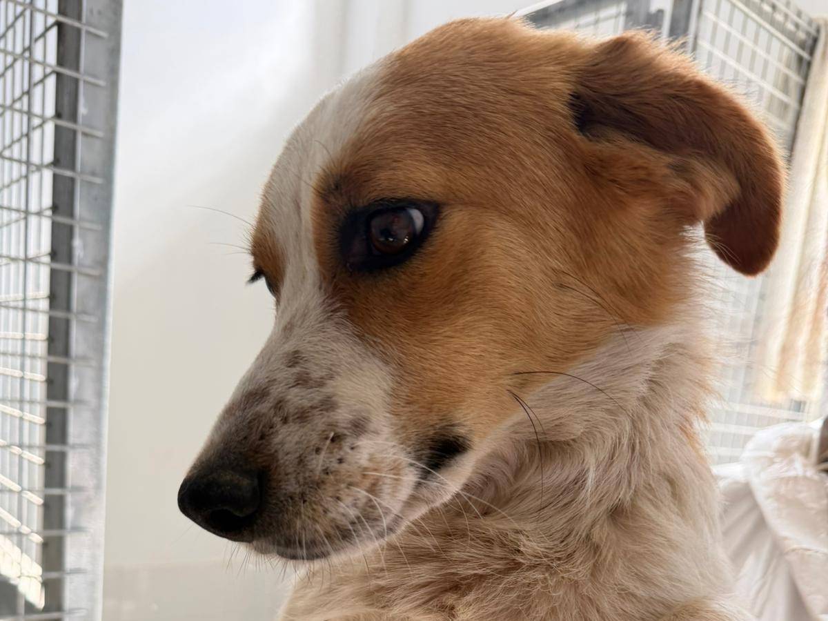 Adotta un cane, taglia media contenuta, femmina, Crotone