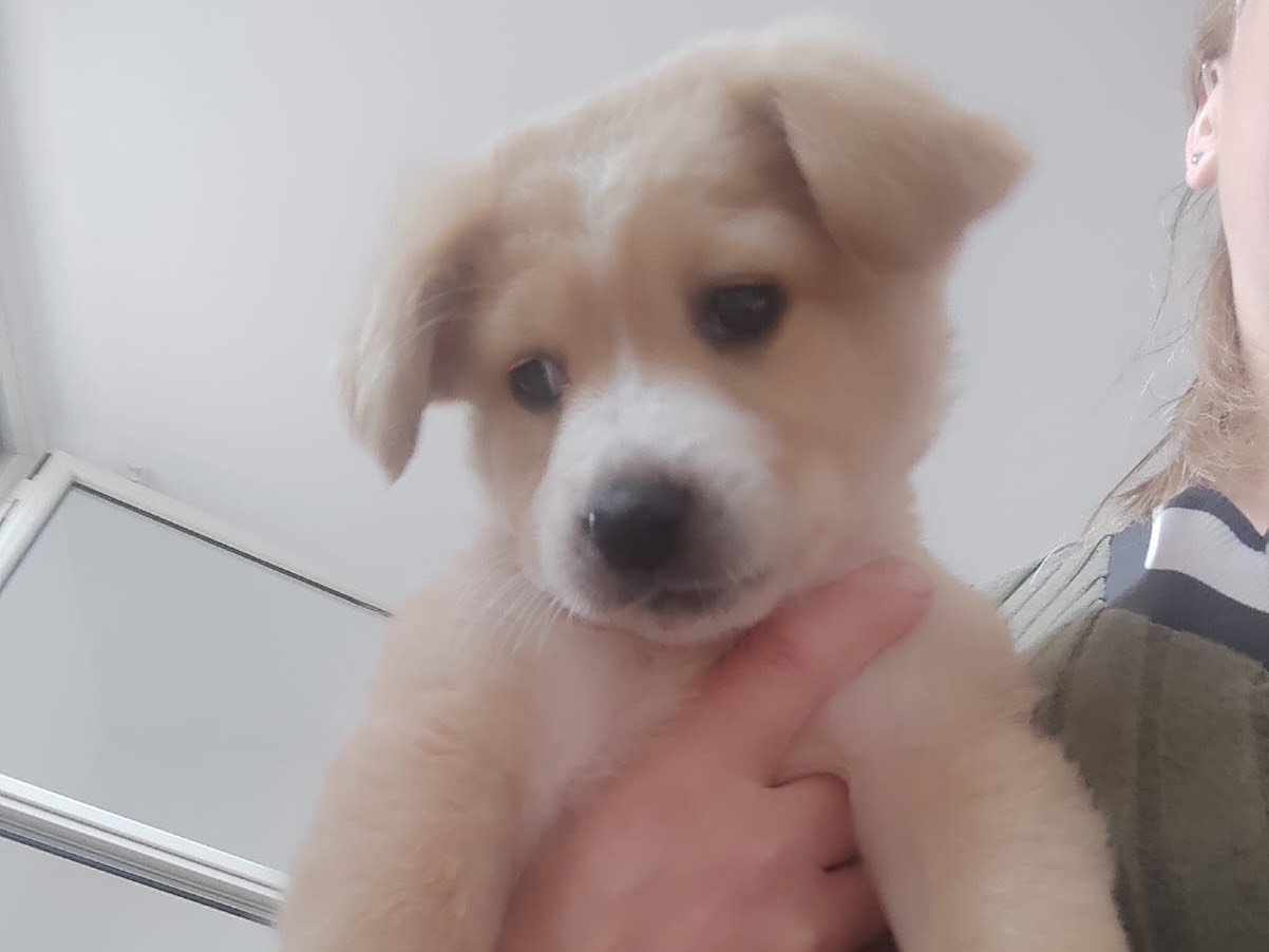 Adotta un cane, femmina, 1 mesi, Trento