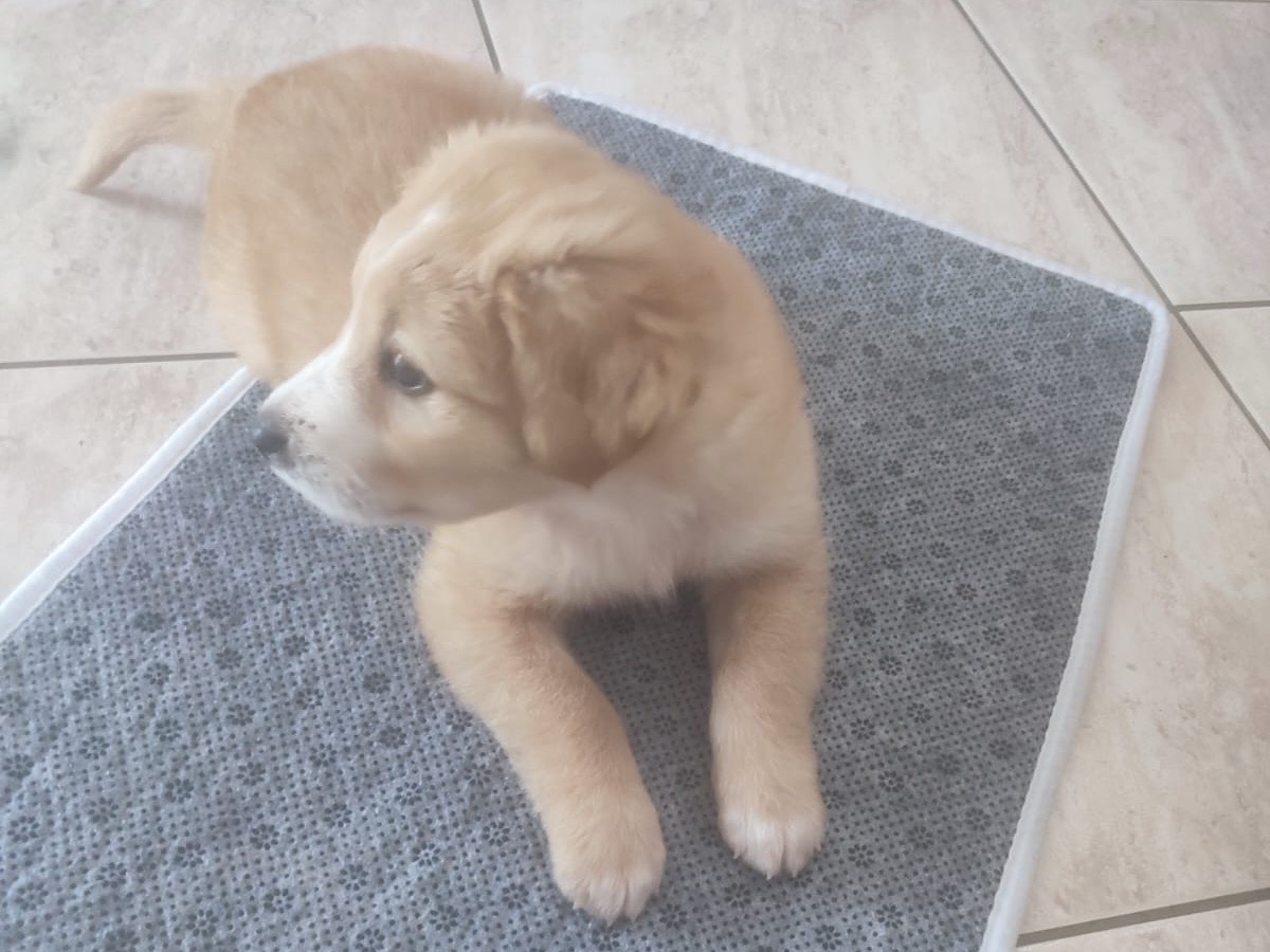 Adotta un cane, taglia media, femmina, Trento