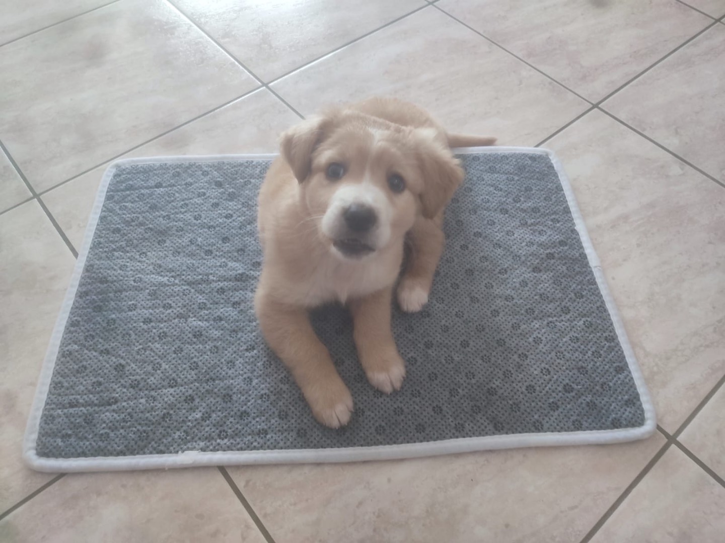 Vuoi adottare un cane a Trento?