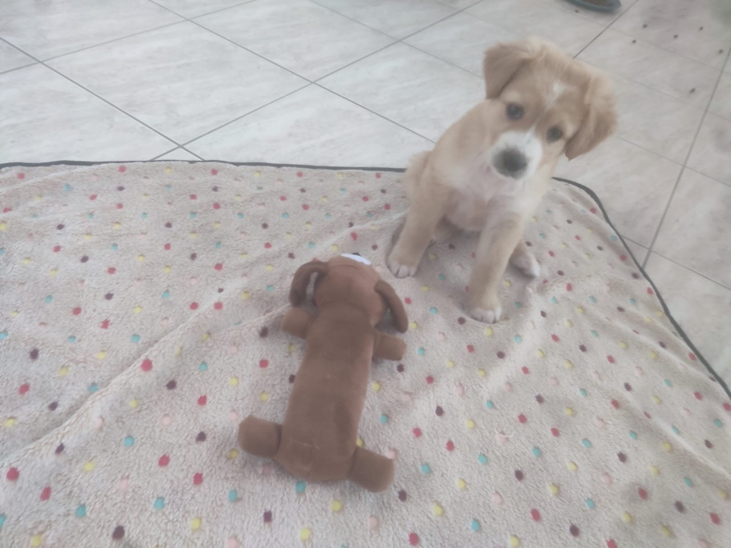 Adotta il cane Aurora a Trento