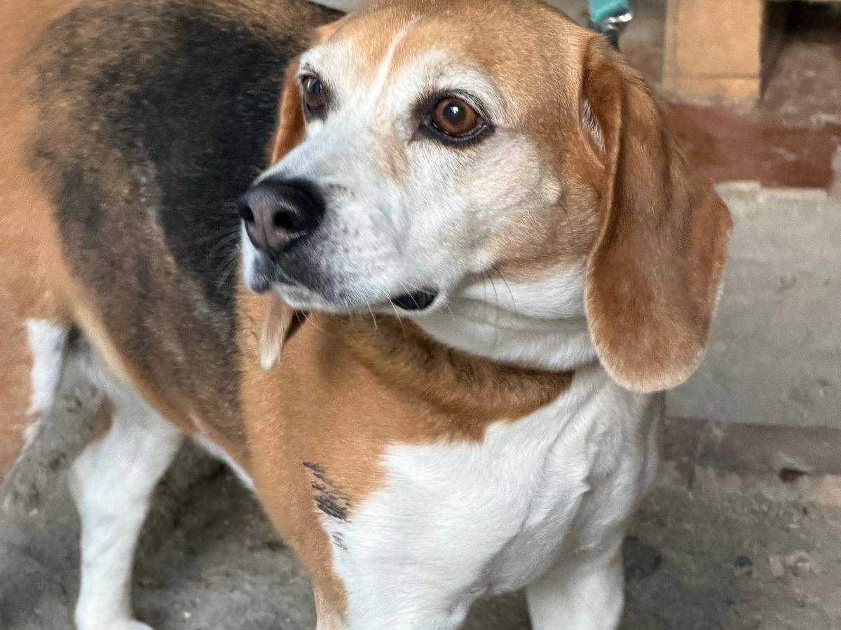 Vuoi adottare un cane a Crotone?