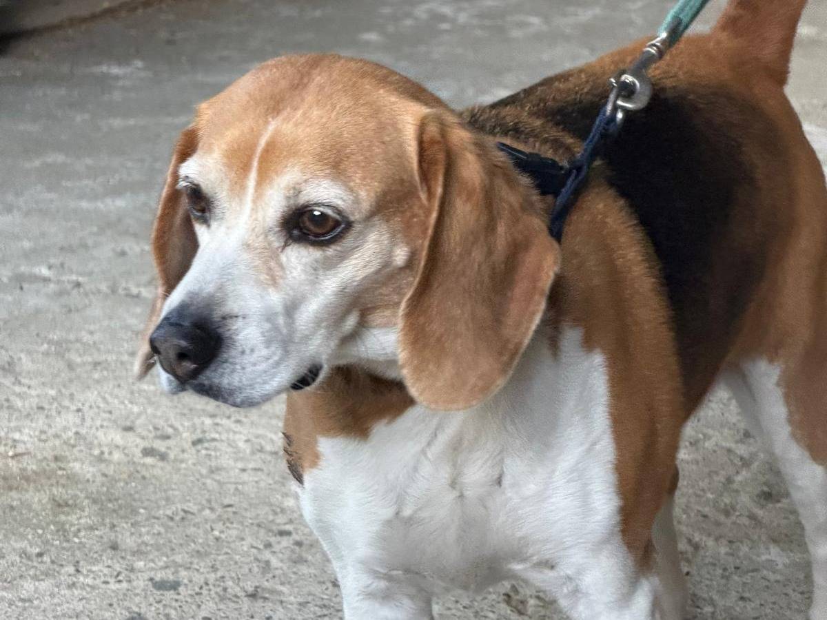 Adotta il cane Charlie a Crotone