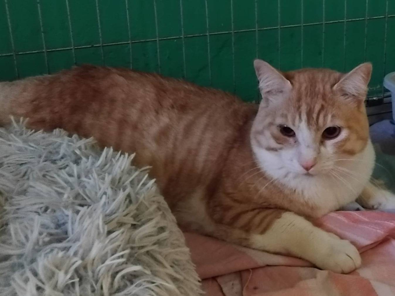 Adozione gatto, maschio, Razza sconosciuta Razza sconosciuta, 2 anni e 2 mesi, taglia non valida, Barletta