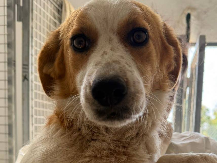 Adotta un cane, femmina, 1 anno e 3 mesi, Crotone