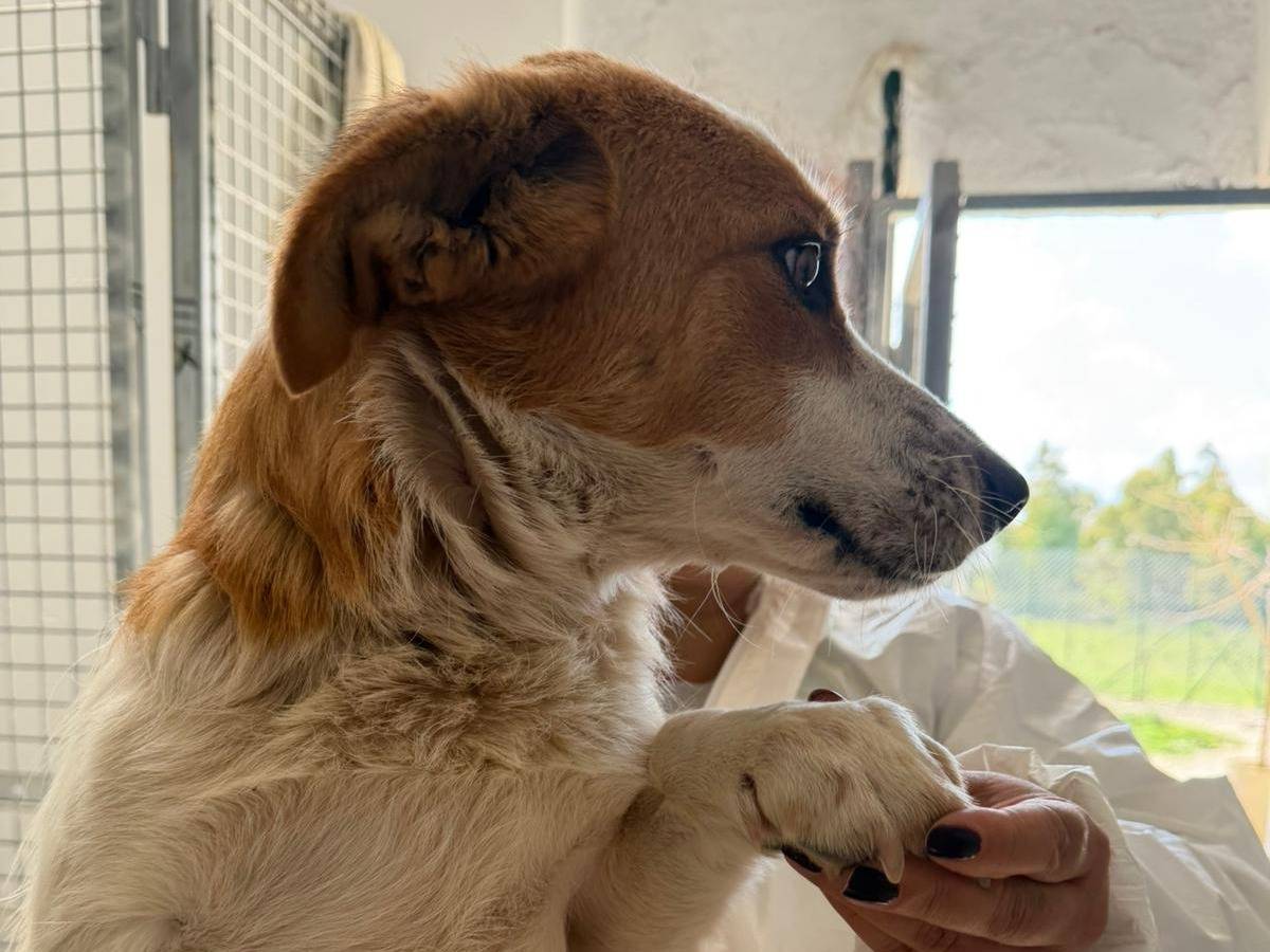 Vuoi adottare un cane a Crotone?