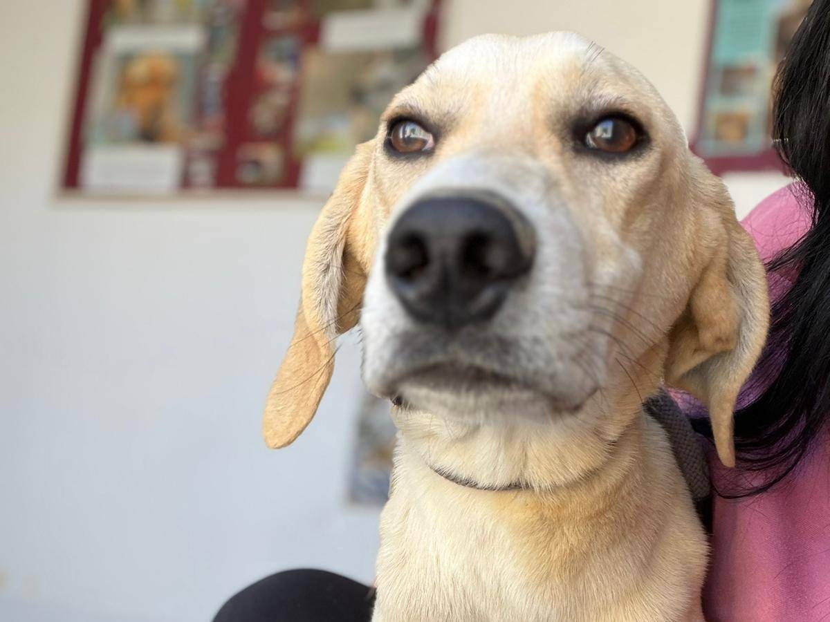 Vuoi adottare un cane a Crotone?