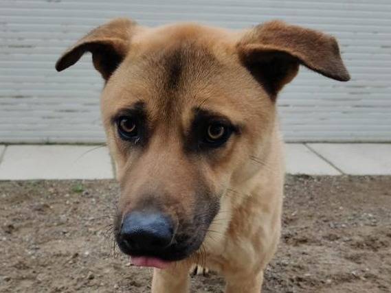 Adozione cane, maschio, Razza sconosciuta Razza sconosciuta, 4 anni e 9 mesi, taglia media, Como