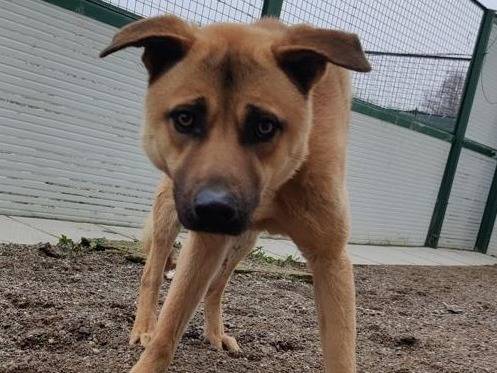 Adotta un cane, maschio, 4 anni e 9 mesi, Como