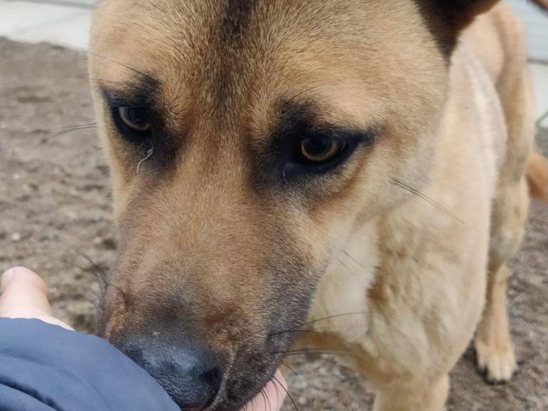 Adotta un cane, taglia media, maschio, Como