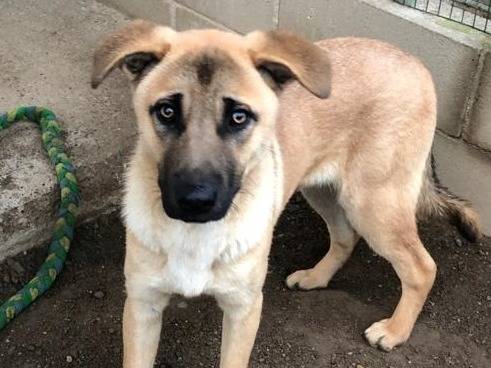 Vuoi adottare un cane a Como?