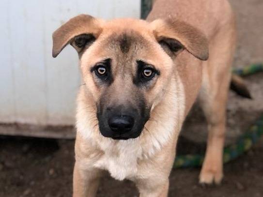 Adotta il cane Paperino a Como
