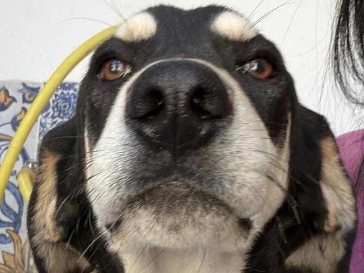 Adotta il cane Choco a Crotone