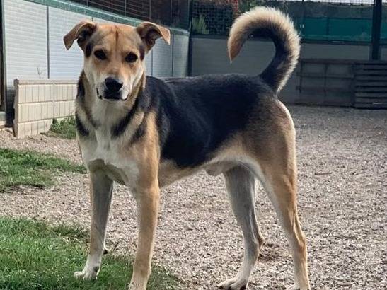 Adozione cane, maschio, Razza sconosciuta Razza sconosciuta, 4 anni e 4 mesi, taglia media, Como