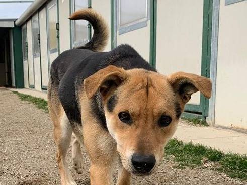 Adotta un cane, maschio, 4 anni e 4 mesi, Como