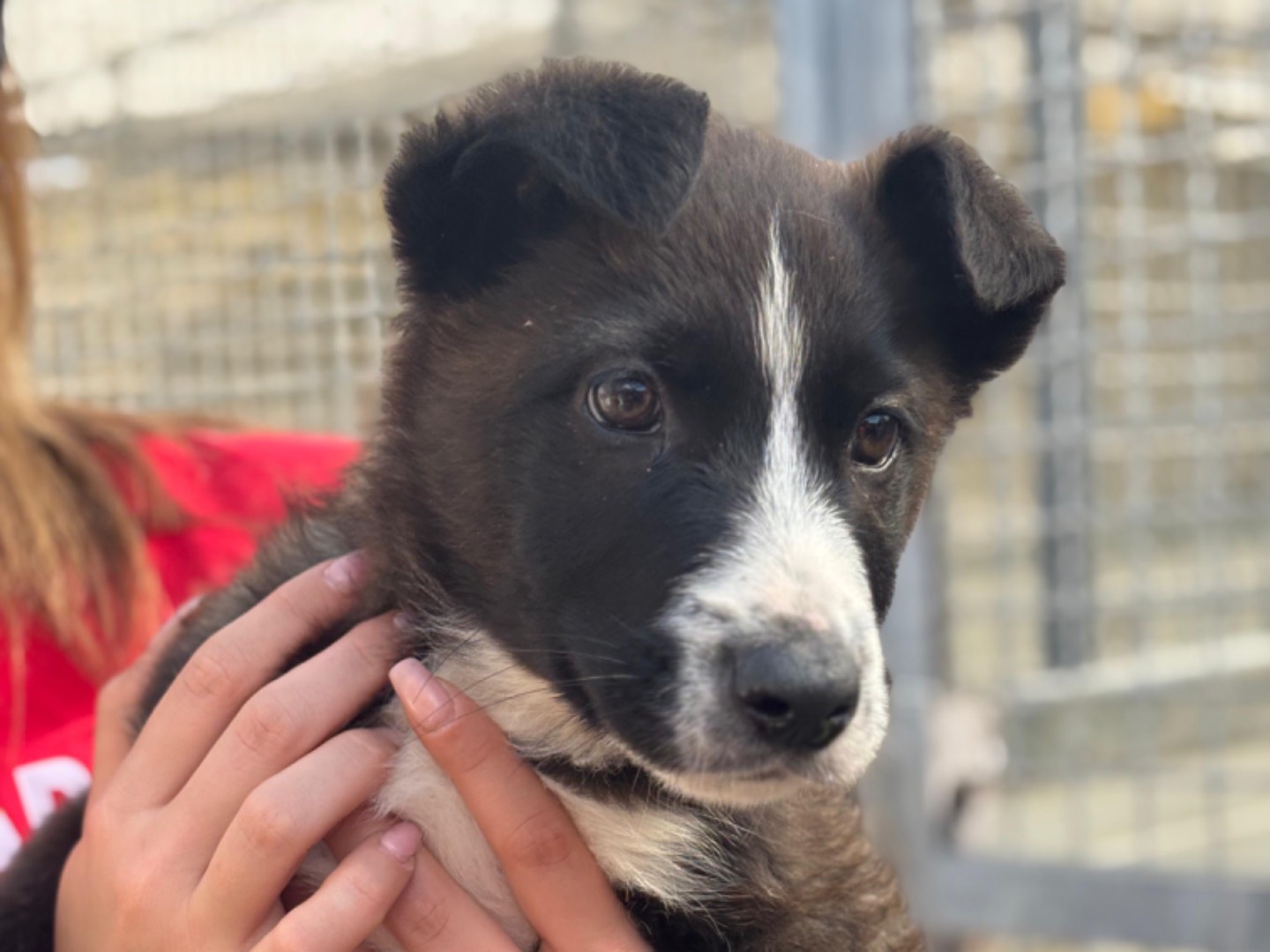 Adozione cane, maschio, Pastore tedesco Razza sconosciuta, 1 mesi, taglia media, Napoli