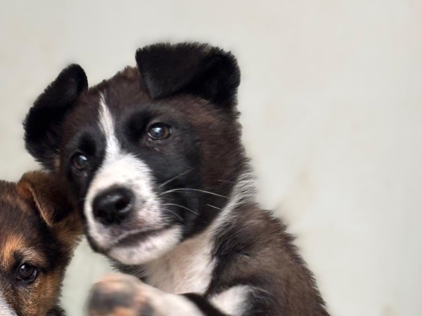 Adotta un cane, maschio, 1 mesi, Napoli