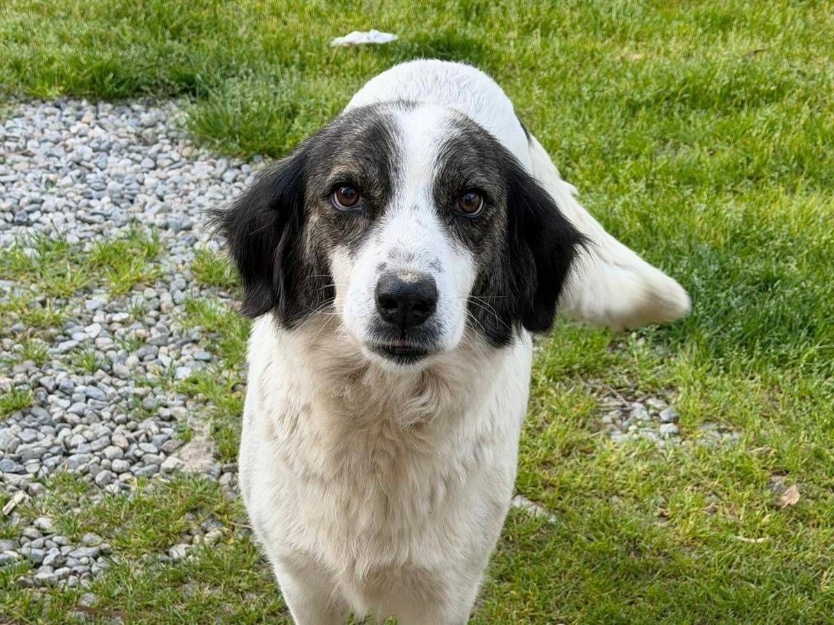 Adotta un cane, femmina, 2 anni e 1 mese, Crotone