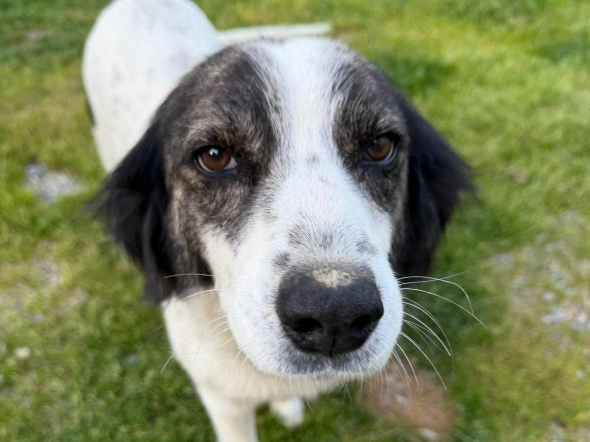 Vuoi adottare un cane a Crotone?