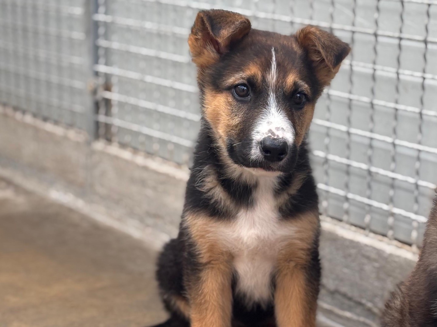 Adozione cane, femmina, Pastore tedesco Razza sconosciuta, 2 mesi, taglia media, Napoli