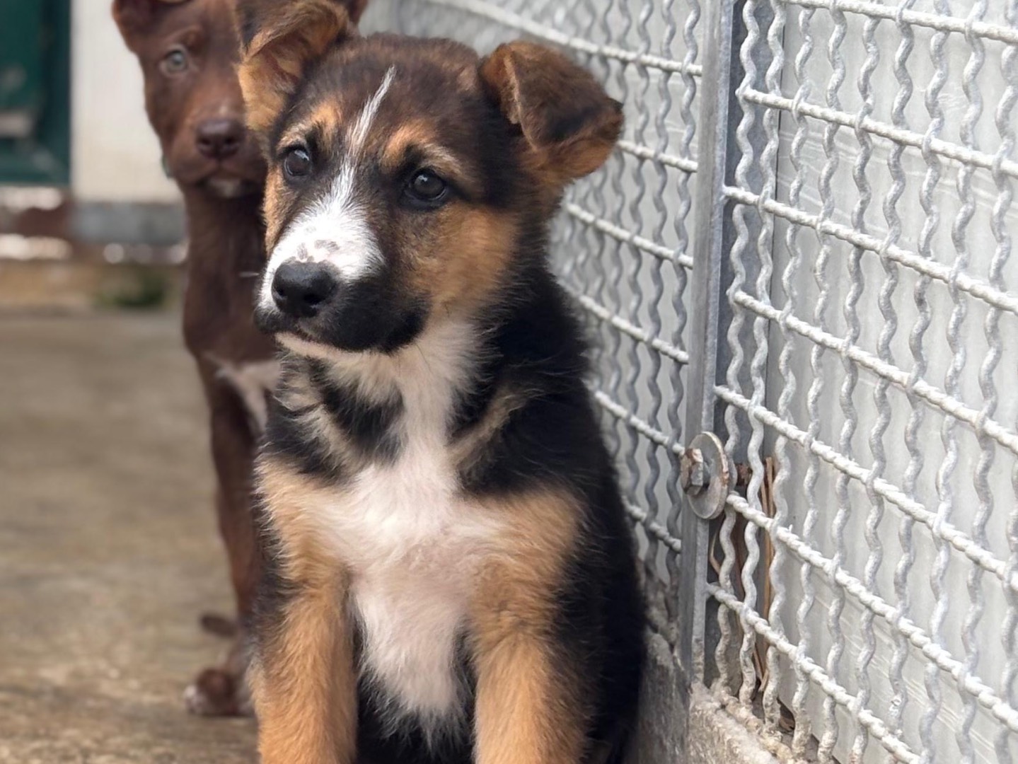 Adotta un cane, femmina, 2 mesi, Napoli