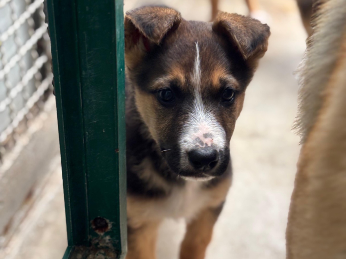 Adotta un cane, taglia media, femmina, Napoli
