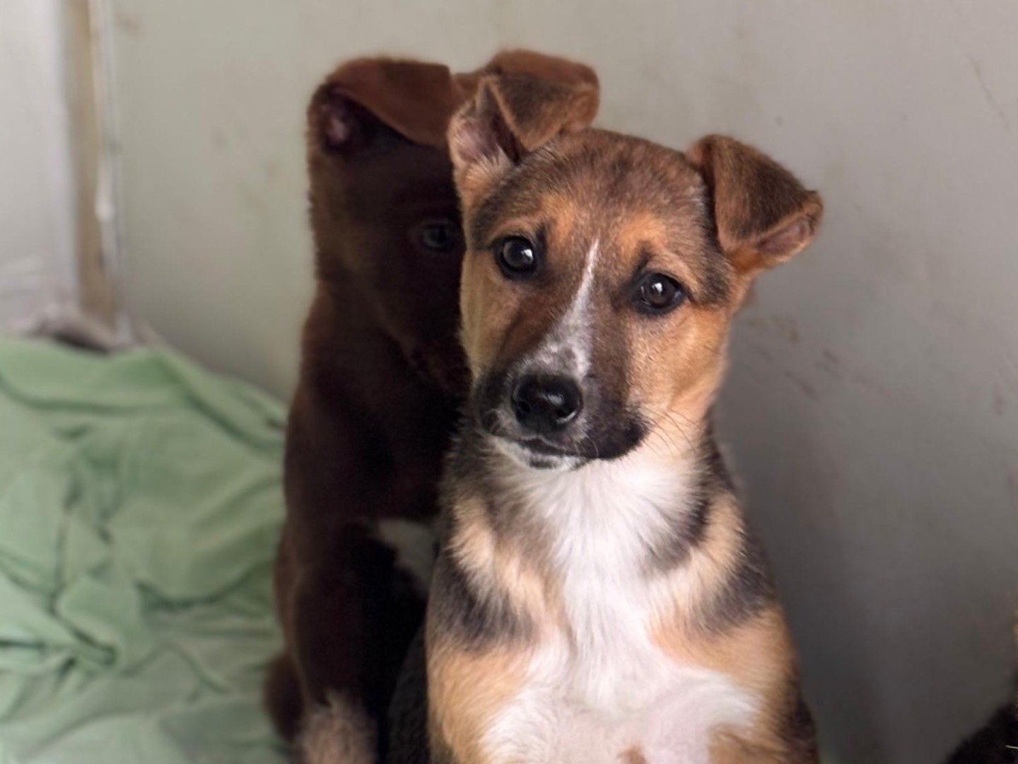 Adozione cane, femmina, Pastore tedesco Razza sconosciuta, 2 mesi, taglia media, Napoli