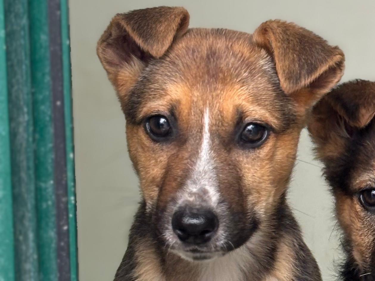 Adotta un cane, femmina, 2 mesi, Napoli