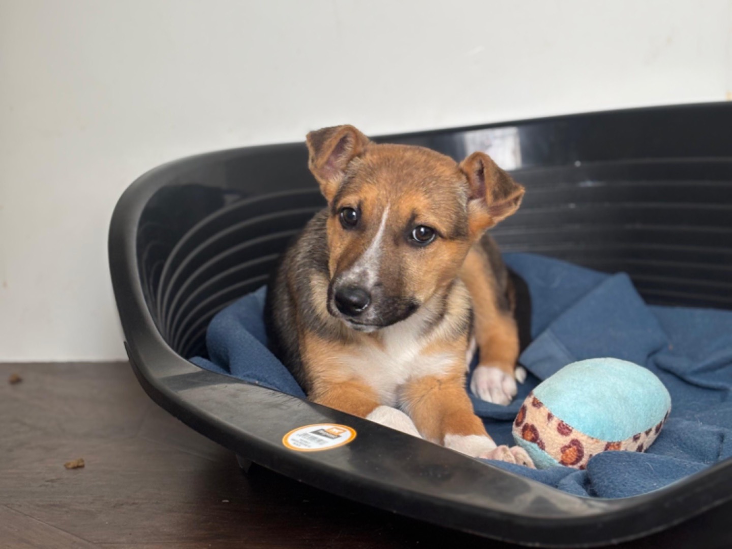 Adotta un cane, taglia media, femmina, Napoli