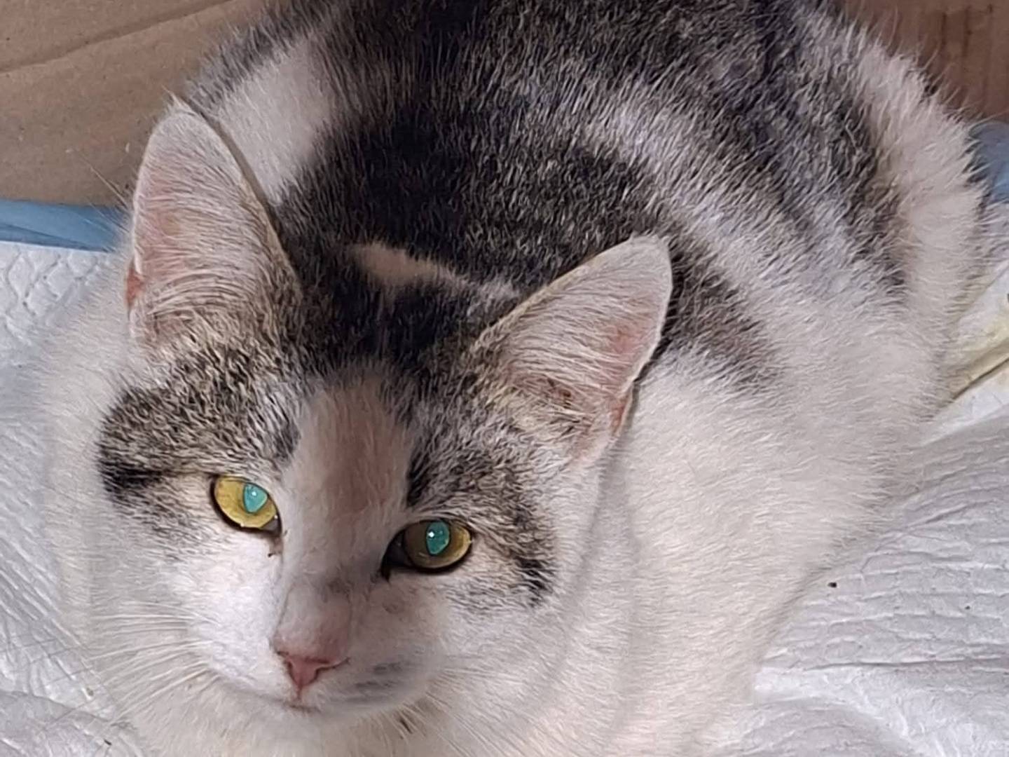 Adozione gatto, maschio, Razza sconosciuta Razza sconosciuta, 8 mesi, taglia non valida, Siracusa