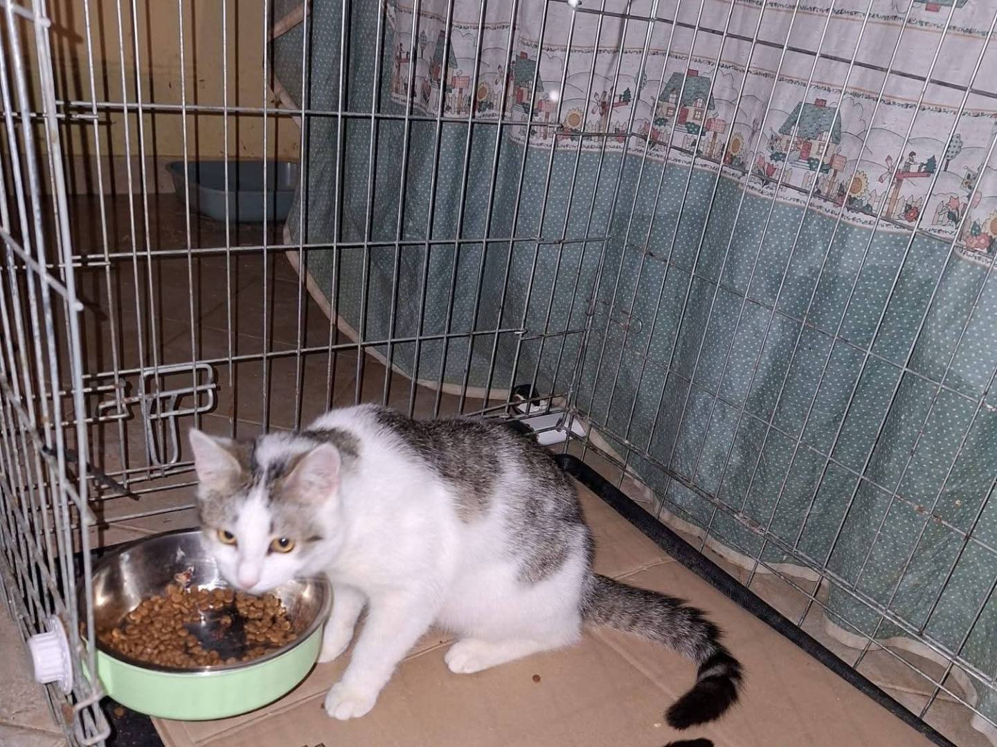 Adotta un gatto, taglia non valida, maschio, Siracusa