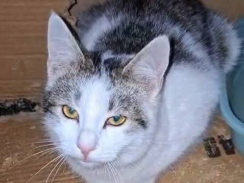 Vuoi adottare un gatto a Siracusa?