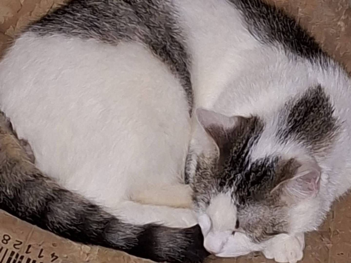 Adotta il gatto Oscar a Siracusa