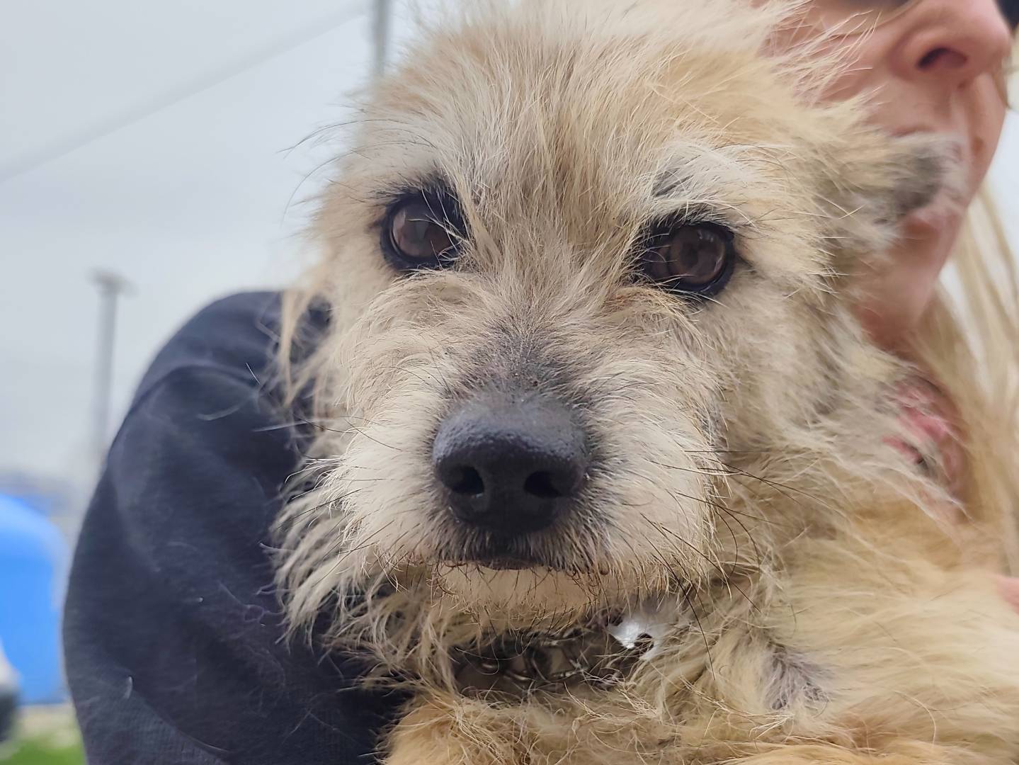 Adozione cane, femmina, Yorkshire Terrier Razza sconosciuta, 4 anni e 7 mesi, taglia piccola, Roma