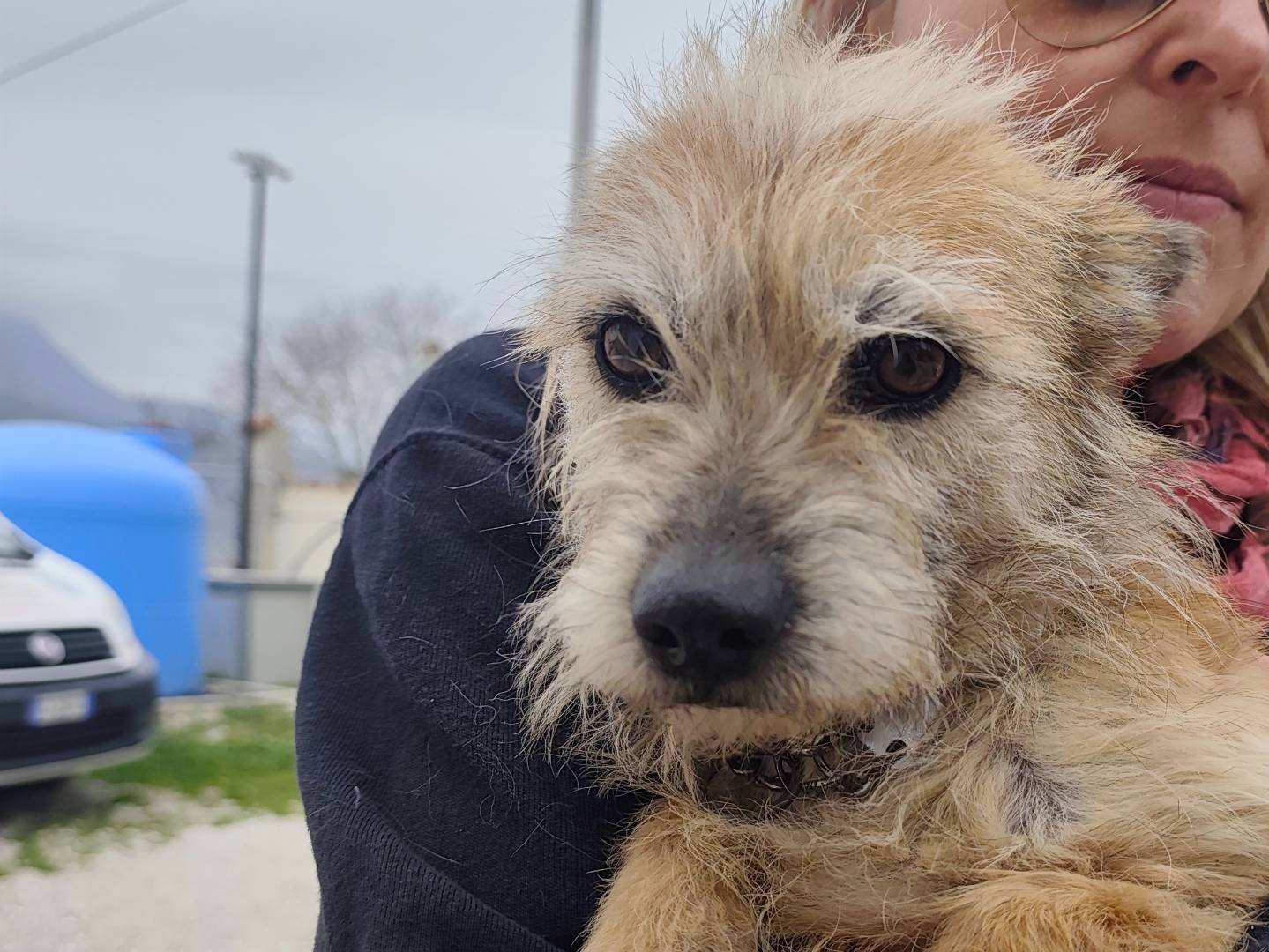 Adotta un cane, taglia piccola, femmina, Roma