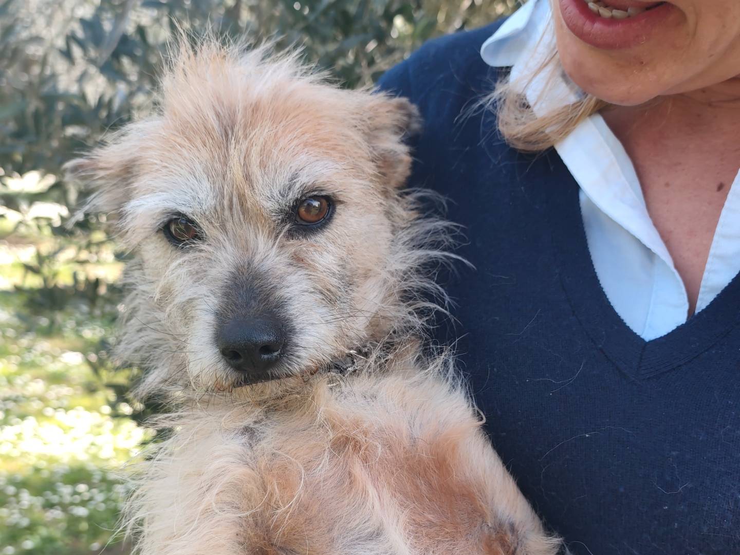 Vuoi adottare un cane a Roma?